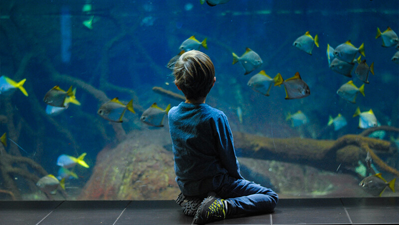 Aquarium du Québec : Une sortie éducative et familiale